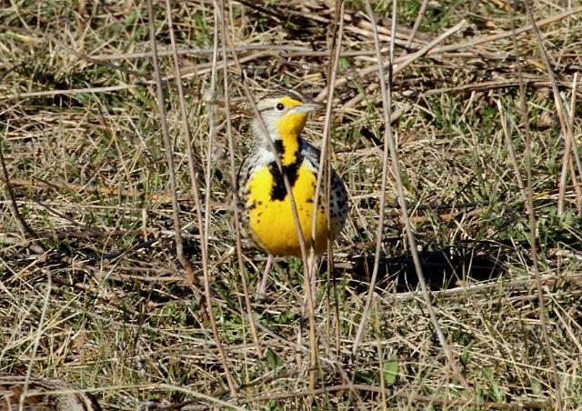 Eastern Meadowlark _0771.JPG